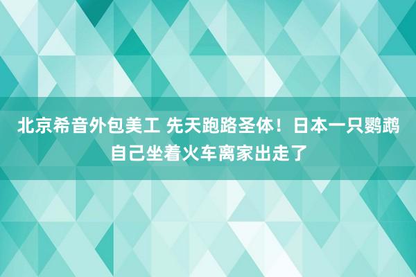 北京希音外包美工 先天跑路圣体！日本一只鹦鹉自己坐着火车离家出走了